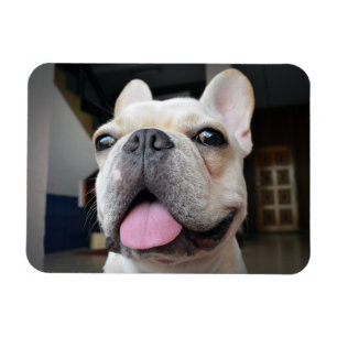 Cutest Baby Animals   French Bulldog Face Magnet