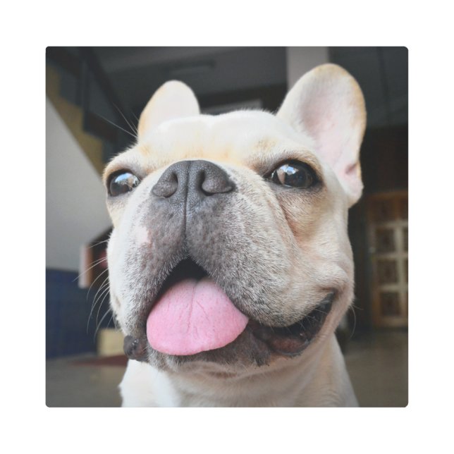 Cutest Baby Animals | French Bulldog Face Metal Print (Front)