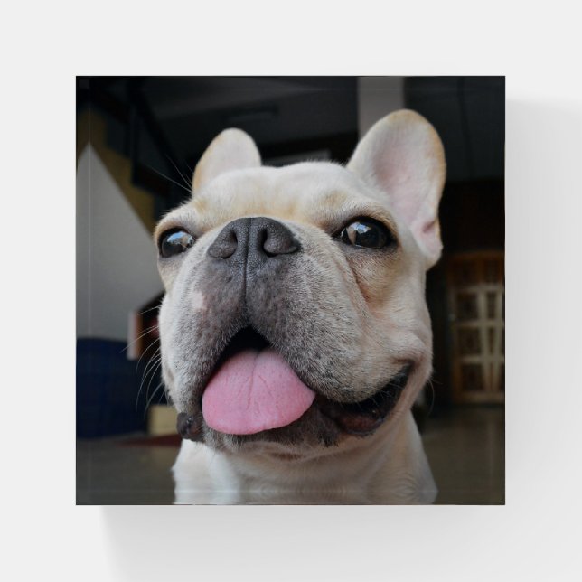 Cutest Baby Animals | French Bulldog Face Paperweight (Front)