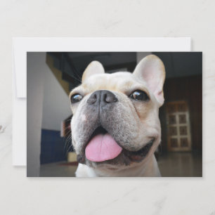 Cutest Baby Animals French Bulldog Face Thank You Card