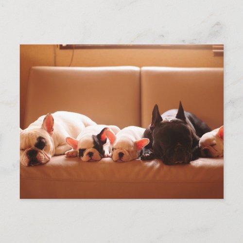 Cutest Baby Animals  French Bulldog Family Postcard