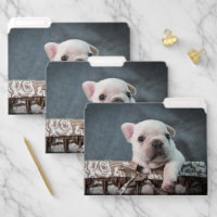 Cutest Baby Animals | French Bulldog