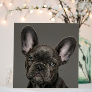 Cutest Baby Animals   French Bulldog Foam Board