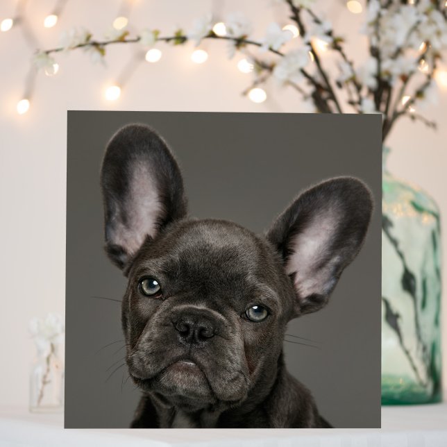 Cutest Baby Animals | French Bulldog Foam Board (In Situ (Wedding))