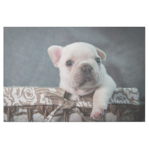 Cutest Baby Animals French Bulldog Gallery Wrap