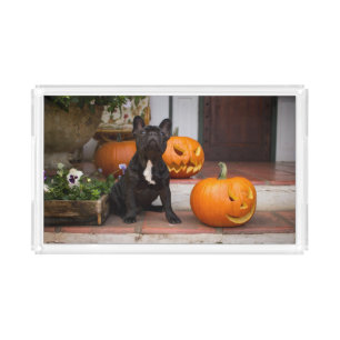 Cutest Baby Animals   French Bulldog Halloween Acrylic Tray