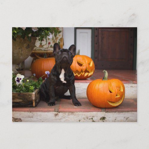 Cutest Baby Animals  French Bulldog Halloween Postcard