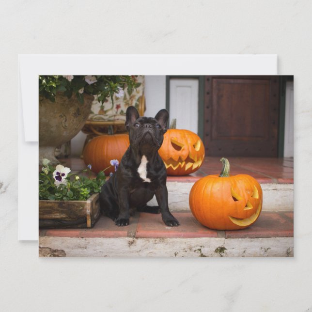 Cutest Baby Animals | French Bulldog Halloween Thank You Card (Front)