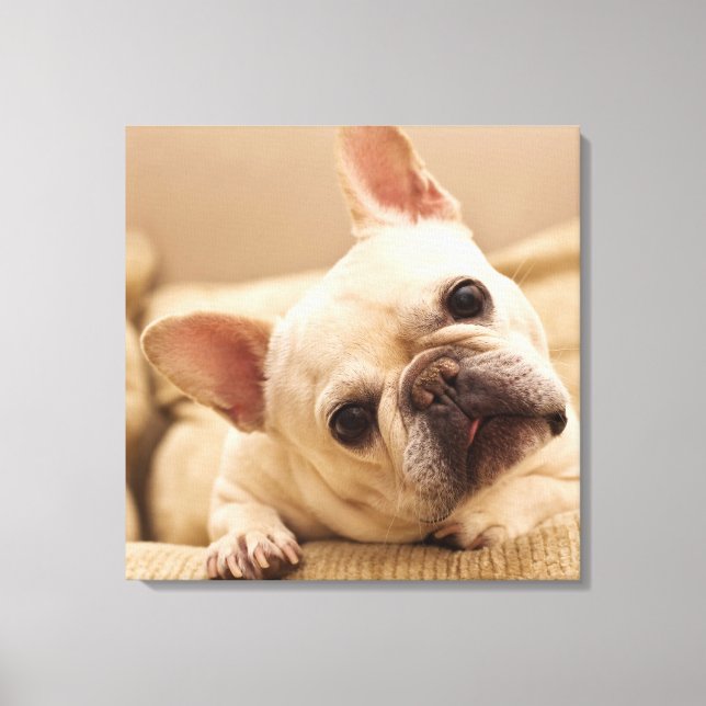 Cutest Baby Animals | French Bulldog Head Tilt Canvas Print (Front)