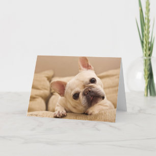 Cutest Baby Animals   French Bulldog Head Tilt Card