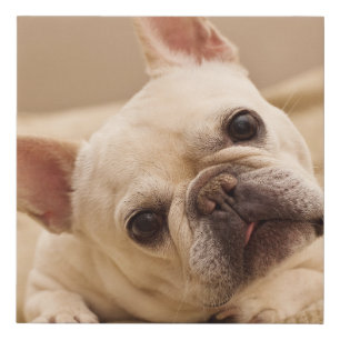 Cutest Baby Animals French Bulldog Head Tilt Faux Canvas Print