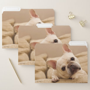 Cutest Baby Animals   French Bulldog Head Tilt File Folder