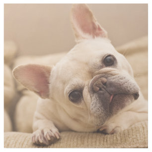 Cutest Baby Animals French Bulldog Head Tilt Gallery Wrap