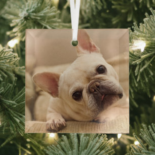 Cutest Baby Animals French Bulldog Head Tilt Glass Ornament