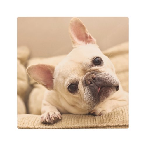 Cutest Baby Animals  French Bulldog Head Tilt Metal Print