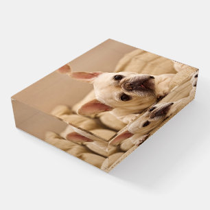 Cutest Baby Animals French Bulldog Head Tilt Paperweight