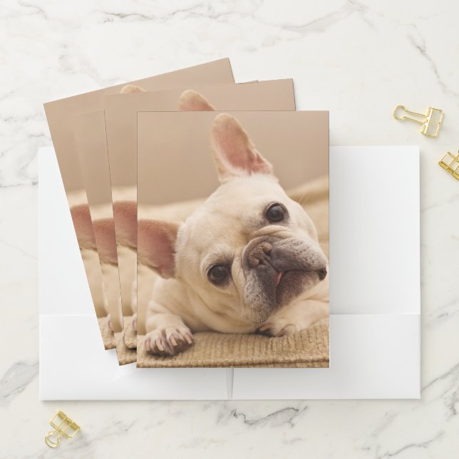 Cutest Baby Animals | French Bulldog Head Tilt Pocket Folder (In Situ)