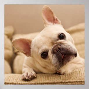 Cutest Baby Animals   French Bulldog Head Tilt Poster