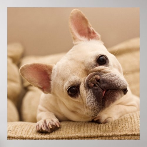 Cutest Baby Animals  French Bulldog Head Tilt Poster