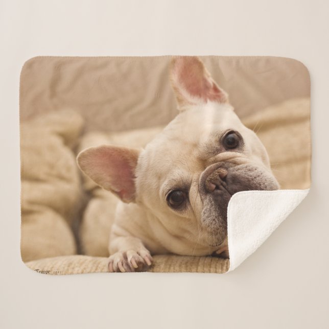 Cutest Baby Animals | French Bulldog Head Tilt Sherpa Blanket (Front (Horizontal))