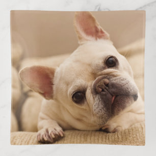 Cutest Baby Animals French Bulldog Head Tilt Trinket Tray