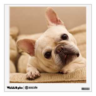 Cutest Baby Animals French Bulldog Head Tilt Wall Decal
