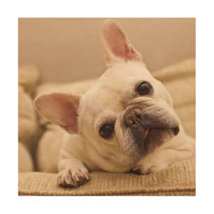 Cutest Baby Animals French Bulldog Head Tilt Wood Wall Art