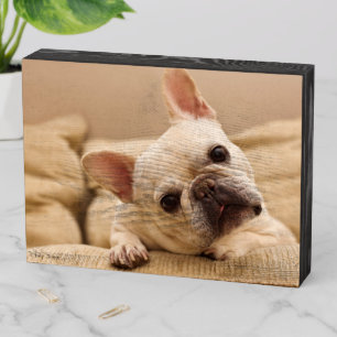 Cutest Baby Animals French Bulldog Head Tilt Wooden Box Sign