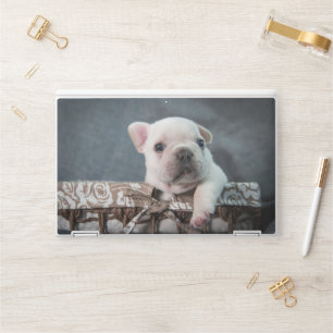 Cutest Baby Animals French Bulldog HP Laptop Skin