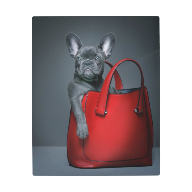 Cutest Baby Animals | French Bulldog in Handbag Metal Print (Front)