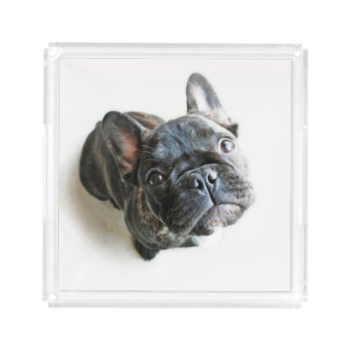 Cutest Baby Animals  French Bulldog Look Up Acrylic Tray