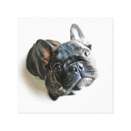 Cutest Baby Animals | French Bulldog Look Up Canvas Print