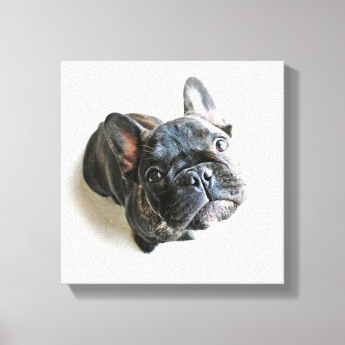 Cutest Baby Animals  French Bulldog Look Up Canvas Print