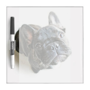 Cutest Baby Animals French Bulldog Look Up Dry Erase Board