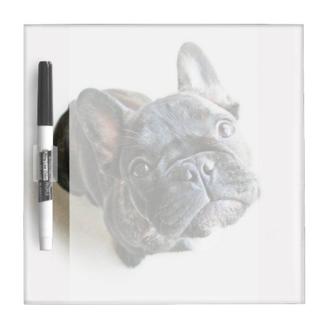 Cutest Baby Animals | French Bulldog Look Up Dry Erase Board (Front)
