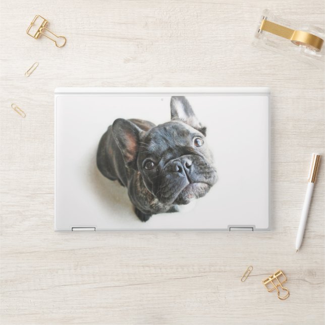 Cutest Baby Animals | French Bulldog Look Up HP Laptop Skin (Desk)
