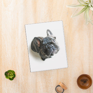Cutest Baby Animals   French Bulldog Look Up Mini Binder