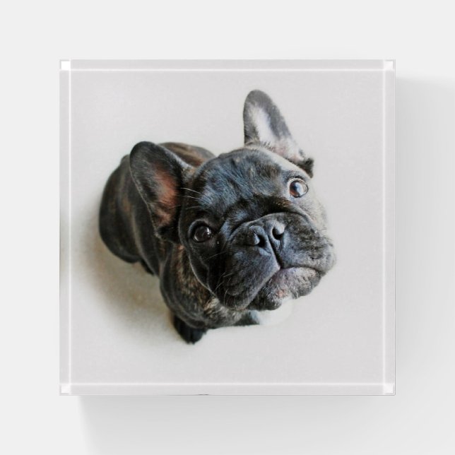 Cutest Baby Animals | French Bulldog Look Up Paperweight (Front)