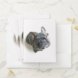 Cutest Baby Animals French Bulldog Look Up Pocket Folder