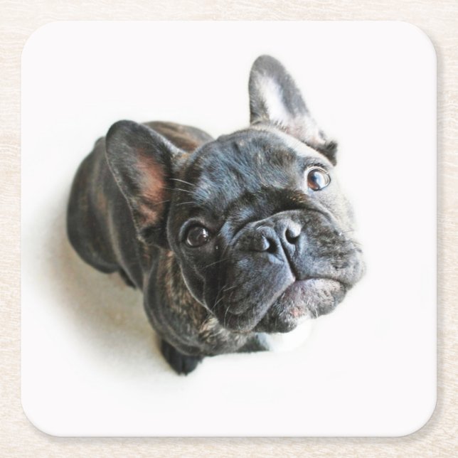 Cutest Baby Animals | French Bulldog Look Up Square Paper Coaster (Front)