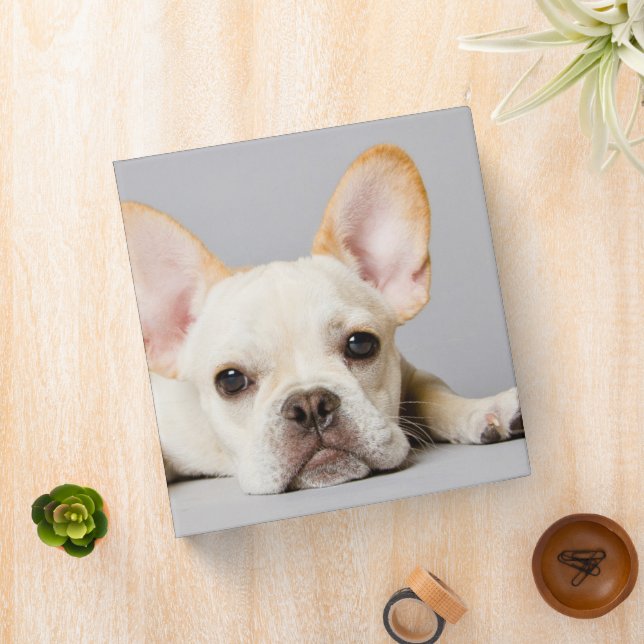 Cutest Baby Animals | French Bulldog Lying Down 3 Ring Binder (In Situ)