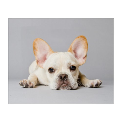 Cutest Baby Animals  French Bulldog Lying Down Acrylic Print