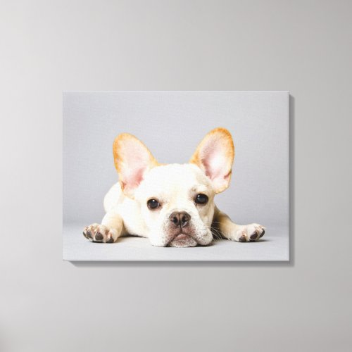 Cutest Baby Animals  French Bulldog Lying Down Canvas Print