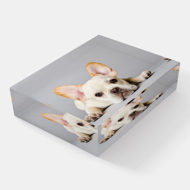 Cutest Baby Animals | French Bulldog Lying Down Paperweight (Angled)