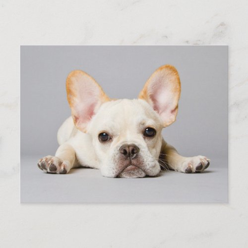 Cutest Baby Animals  French Bulldog Lying Down Postcard