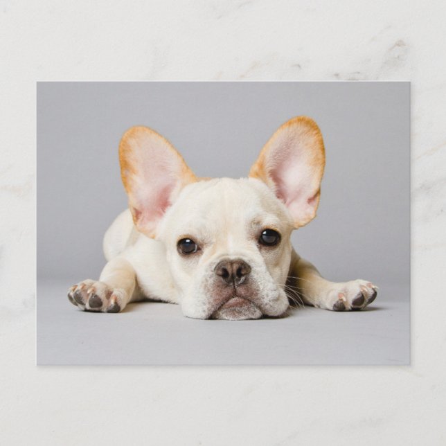 Cutest Baby Animals | French Bulldog Lying Down Postcard (Front)