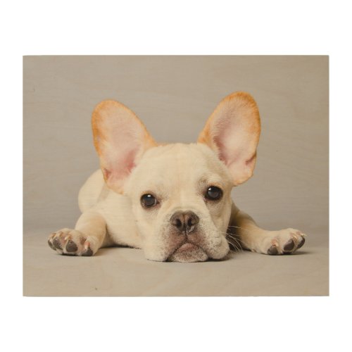 Cutest Baby Animals  French Bulldog Lying Down Wood Wall Art