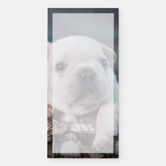 Cutest Baby Animals | French Bulldog Magnetic Notepad (Front)