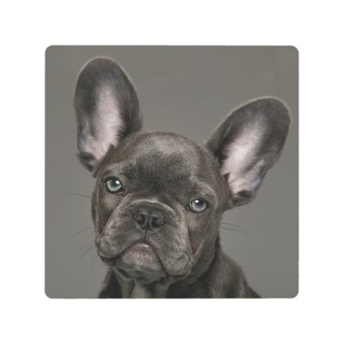 Cutest Baby Animals  French Bulldog Metal Print