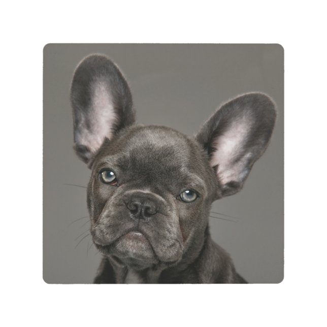 Cutest Baby Animals | French Bulldog Metal Print (Front)